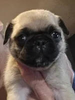 Skipper, a male Pug for sale in Jacksonville, NC – Photo 2 of 3