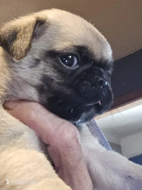 Skipper, a male Pug for sale in Jacksonville, NC – Photo 1 of 3