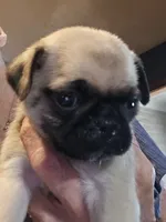 Skipper, a male Pug for sale in Jacksonville, NC – Photo 3 of 3