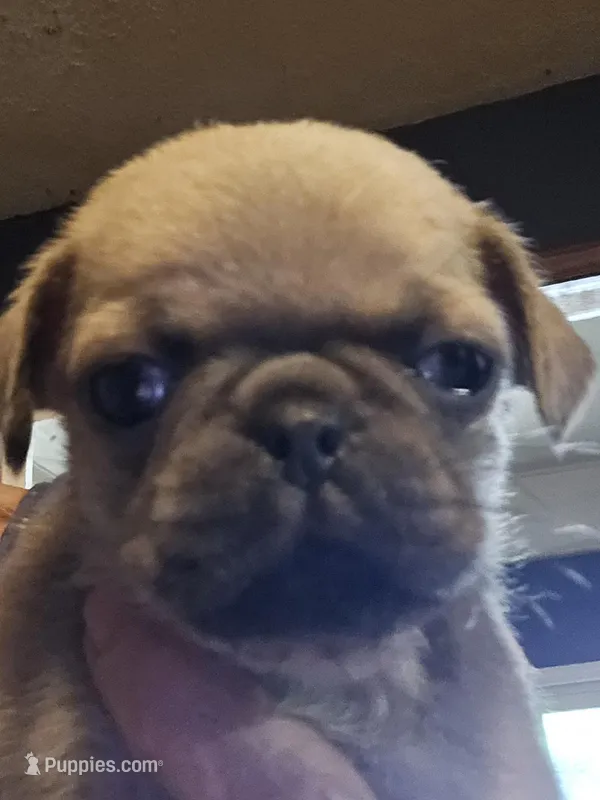 Happy – Pug puppy for sale in Jacksonville, NC
