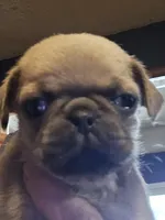 Happy, a male Pug for sale in Jacksonville, NC – Photo 1 of 3