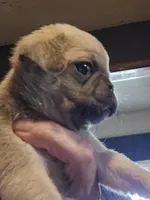 Happy, a male Pug for sale in Jacksonville, NC – Photo 3 of 3