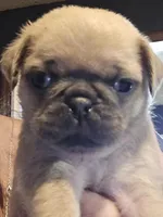 Happy, a male Pug for sale in Jacksonville, NC – Photo 2 of 3