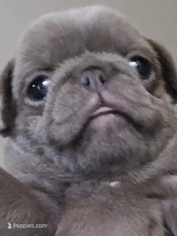 Jasper  – Pug puppy for sale in Jacksonville, NC