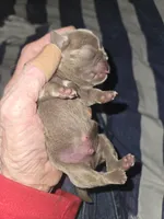 Jasper , a male Pug for sale in Jacksonville, NC – Photo 2 of 3