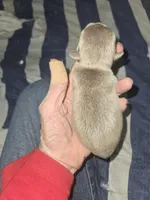 Jasper , a male Pug for sale in Jacksonville, NC – Photo 3 of 3