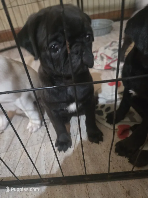 Onyx  – Pug puppy for sale in Jacksonville, NC
