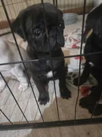 Onyx , a male Pug for sale in Jacksonville, NC – 1 of 3