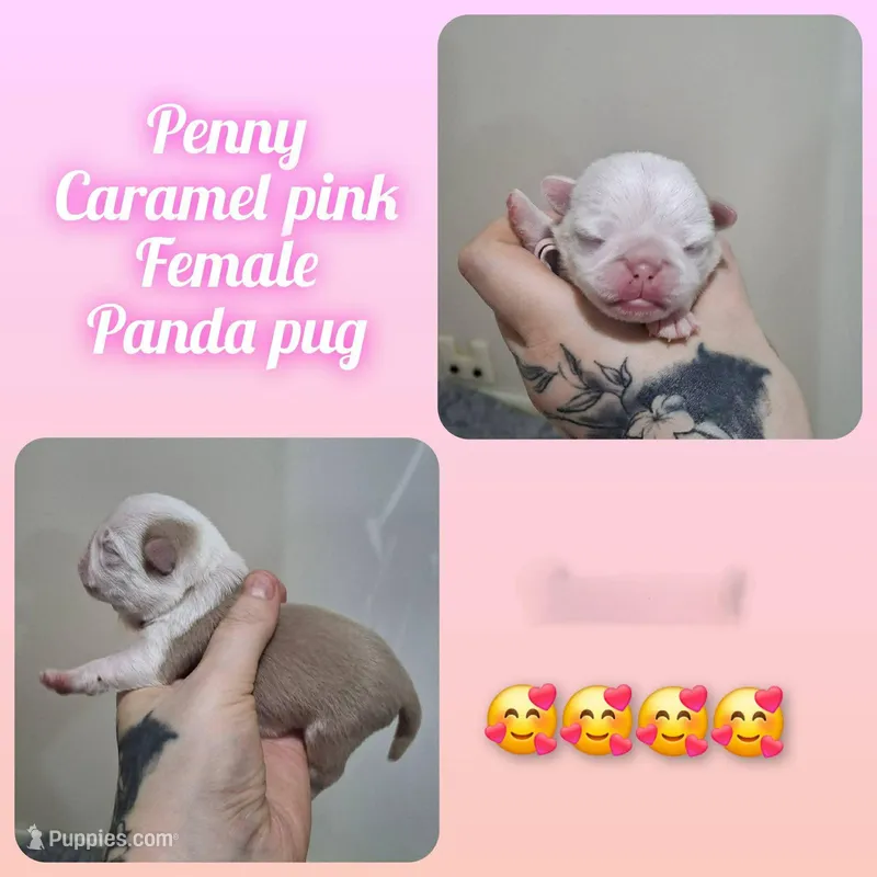 Penny – Pug puppy for sale in Jacksonville, NC