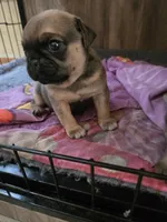Dream , a female Pug for sale in Jacksonville, NC – 2 of 2