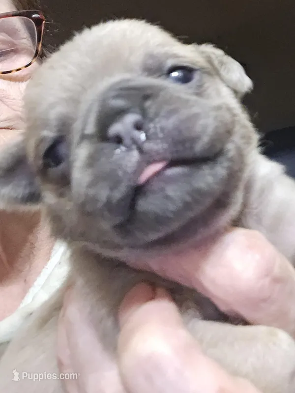 Happy, a male Pug for sale in Jacksonville, NC – Photo 1 of 3