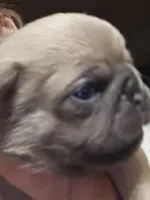 Happy, a male Pug for sale in Jacksonville, NC – Photo 3 of 3