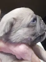 Happy, a male Pug for sale in Jacksonville, NC – Photo 2 of 3