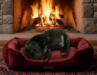 Black, a male Pug for sale in Jacksonville, NC – 2 of 4