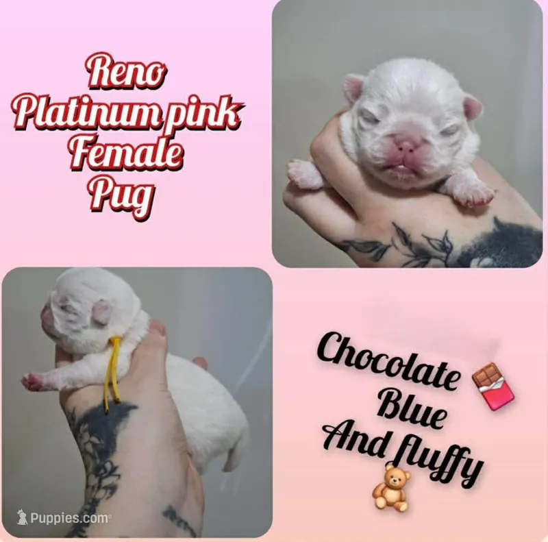 Reno – Pug puppy for sale in Jacksonville, NC