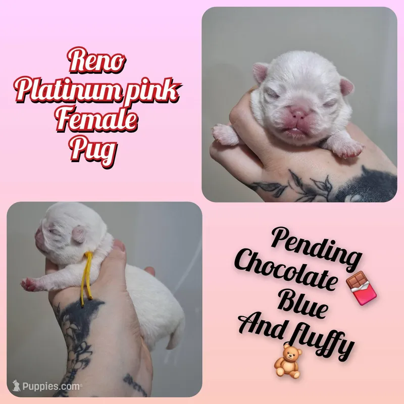 Reno – Pug puppy for sale in Jacksonville, NC