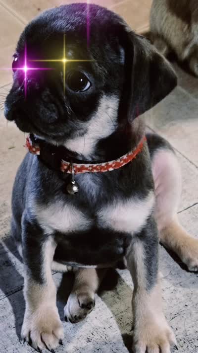 Indigo, a male Pug for sale in Jacksonville, NC – 3 of 3