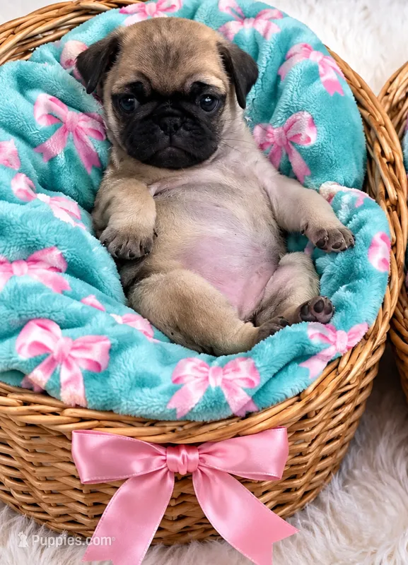 Buddy  – Pug puppy for sale in Jacksonville, NC