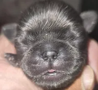 Sky, a male Pug for sale in Jacksonville, NC – Photo 2 of 2