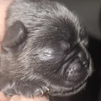 Sky, a male Pug for sale in Jacksonville, NC – Photo 1 of 2