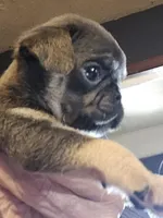 Jazzy, a male Pug for sale in Jacksonville, NC – Photo 2 of 4