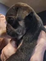 Jazzy, a male Pug for sale in Jacksonville, NC – Photo 3 of 4