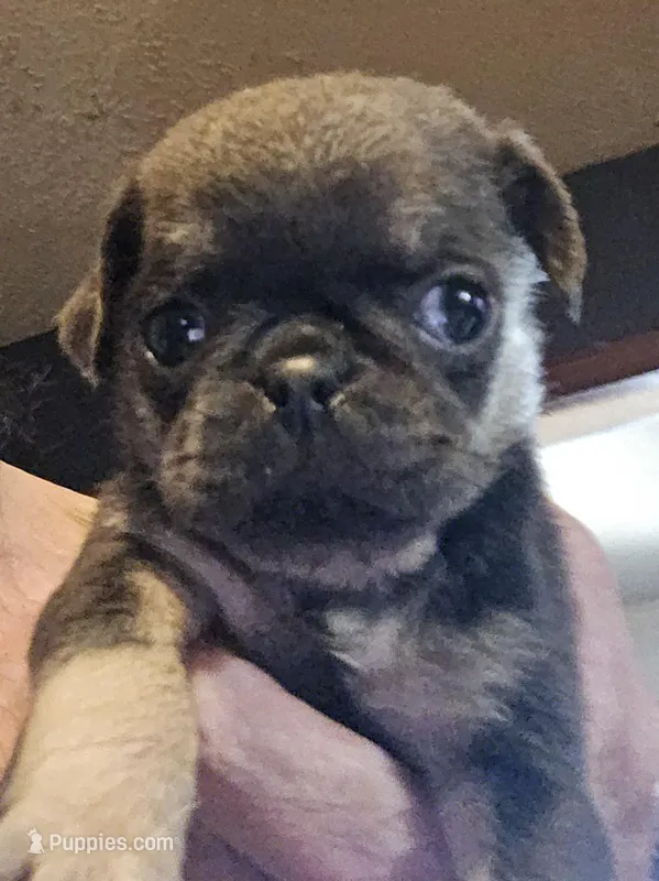 Jazzy – Pug puppy for sale in Jacksonville, NC