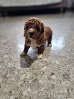 Bella, a female Poodle - Toy  for sale in Odon, IN – Photo 5 of 5