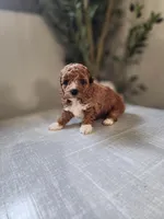 Bella, a female Poodle - Toy  for sale in Odon, IN – Photo 3 of 5