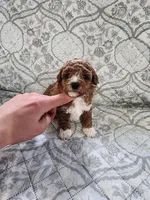 Bella, a female Poodle - Toy  for sale in Odon, IN – Photo 4 of 5
