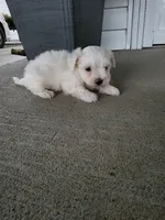 Kade, a male Maltese for sale in Odon, IN – 2 of 4