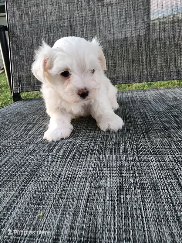 Kade – Maltese puppy for sale in Odon, IN