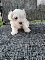 Kade, a male Maltese for sale in Odon, IN – 1 of 4