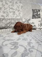 Bella, a female Cavapoo and Poodle - Miniature  for sale in Odon, IN – Photo 3 of 5