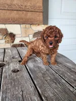 Kade, a male Cavapoo and Poodle - Miniature  for sale in Odon, IN – Photo 2 of 5