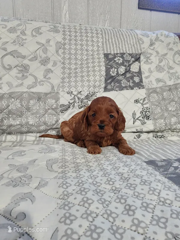 Bella – Cavapoo, Poodle - Miniature  puppy for sale in Odon, IN