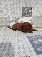 Bella, a female Cavapoo and Poodle - Miniature  for sale in Odon, IN – Photo 4 of 5