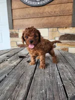 Kade, a male Cavapoo and Poodle - Miniature  for sale in Odon, IN – Photo 5 of 5