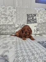 Bella, a female Cavapoo and Poodle - Miniature  for sale in Odon, IN – Photo 5 of 5