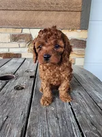 Kade, a male Cavapoo and Poodle - Miniature  for sale in Odon, IN – Photo 3 of 5