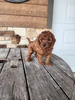 Kade, a male Cavapoo and Poodle - Miniature  for sale in Odon, IN – Photo 4 of 5