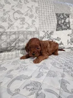 Bella, a female Cavapoo and Poodle - Miniature  for sale in Odon, IN – Photo 2 of 5