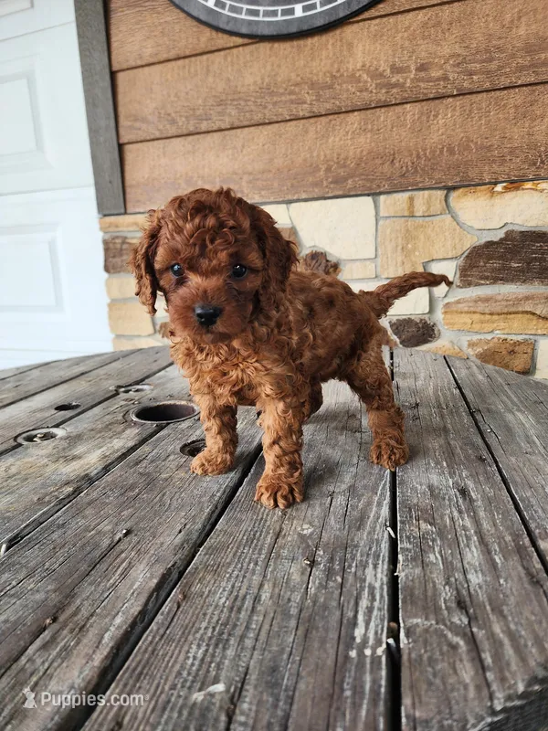 Kade – Cavapoo, Poodle - Miniature  puppy for sale in Odon, IN