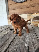Kade, a male Cavapoo and Poodle - Miniature  for sale in Odon, IN – Photo 1 of 5