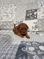 Ruby, a female Cavalier King Charles Spaniel and Poodle - Miniature  for sale in Odon, IN – Photo 3 of 4