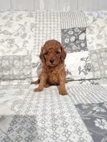 Ruby, a female Cavalier King Charles Spaniel and Poodle - Miniature  for sale in Odon, IN – Photo 2 of 4