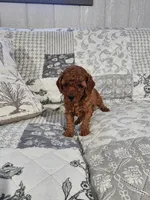 Ruby, a female Cavalier King Charles Spaniel and Poodle - Miniature  for sale in Odon, IN – Photo 4 of 4