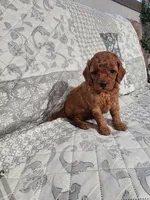 Ruby, a female Cavalier King Charles Spaniel and Poodle - Miniature  for sale in Odon, IN – Photo 1 of 4