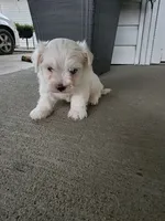 Kade, a male Maltese for sale in Odon, IN – 4 of 4