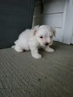 Kade, a male Maltese for sale in Odon, IN – 3 of 4